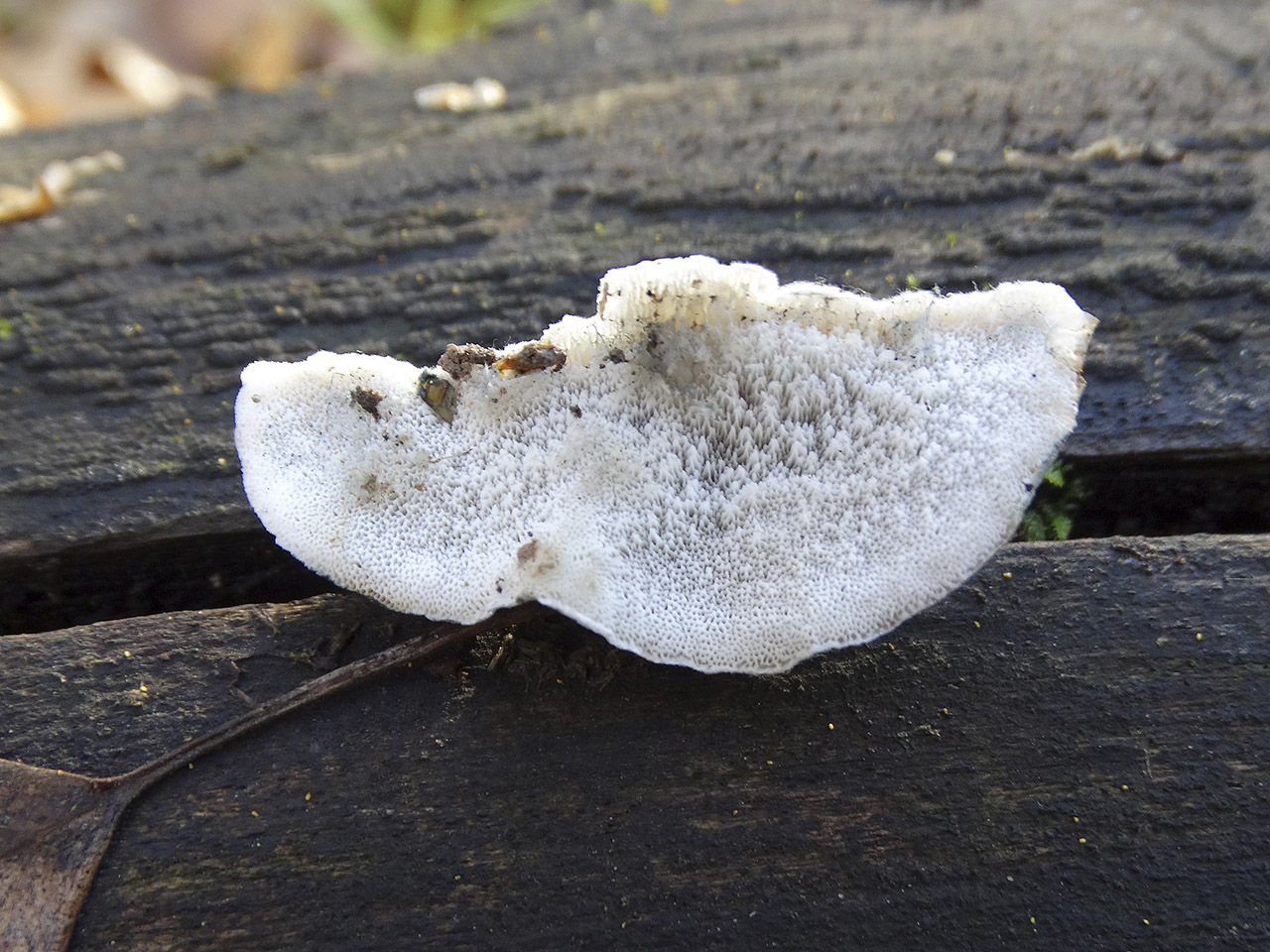 Oligoporus alni AMF 20181105-04