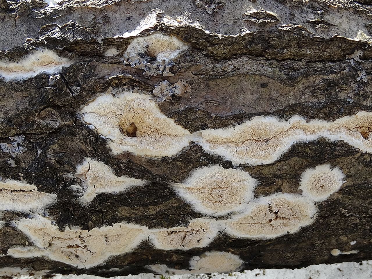 Perenniporia