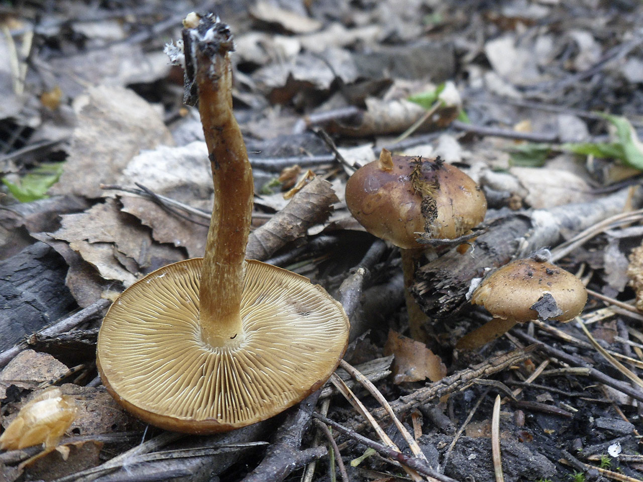 Pholiota highlandensis AMF 20180515-05