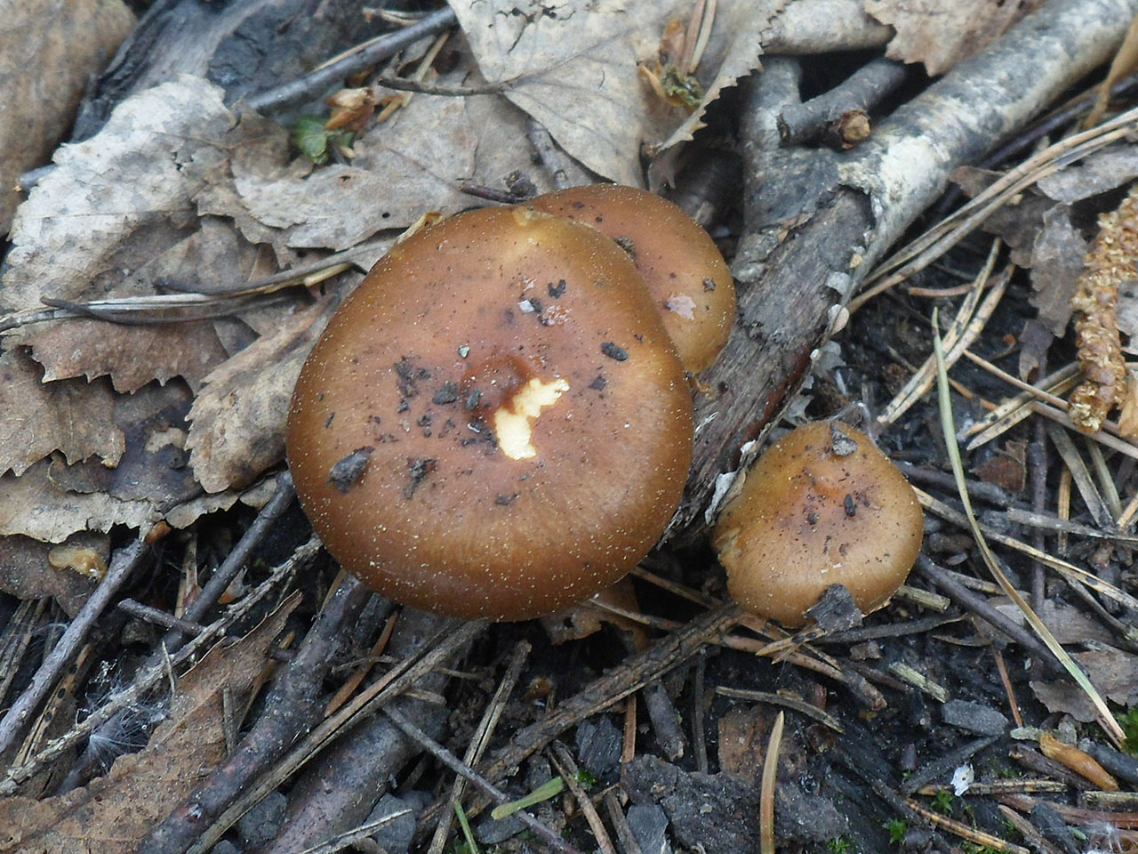 Pholiota highlandensis AMF 20180515-03