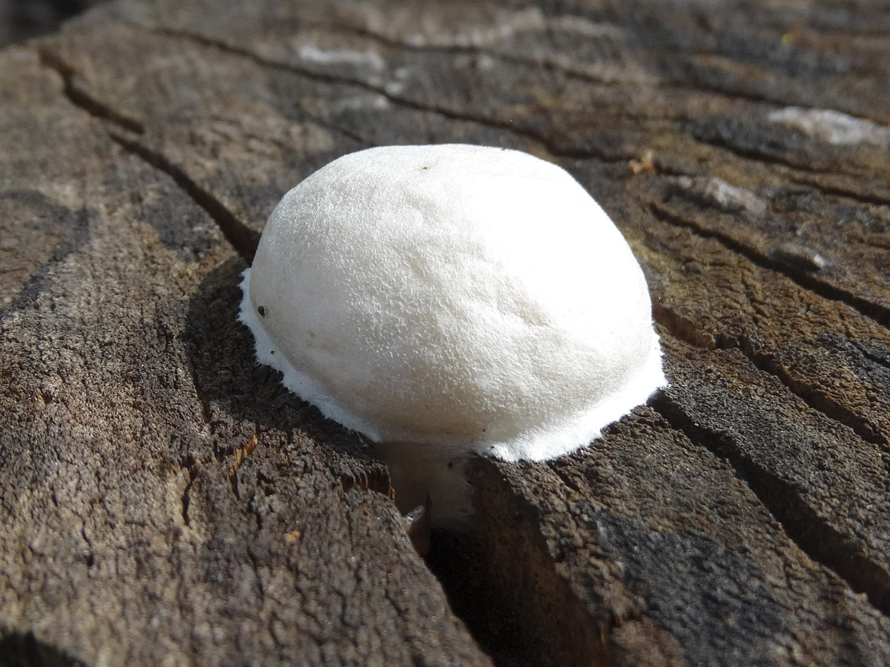 Reticularia lycoperdon AMF 20180504-07