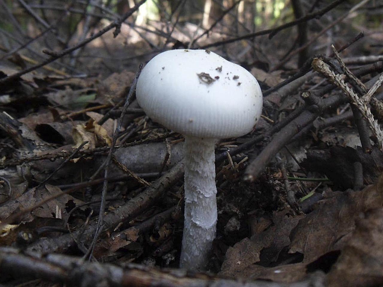 Saproamanita