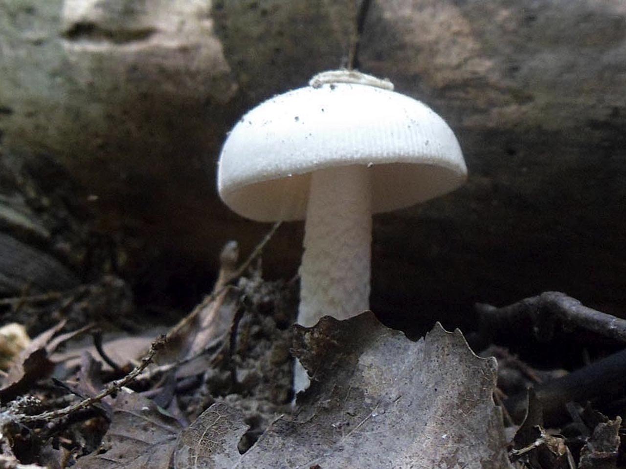 Saproamanita thiersii