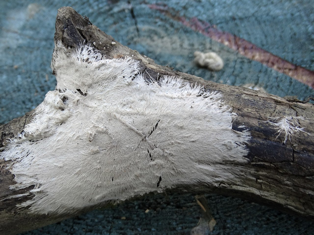 Steccherinum fimbriatum