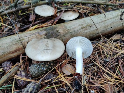 Hygrophorus agathosmus MVK 20210925-02