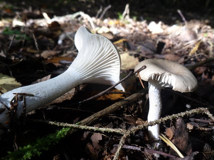 Hygrophorus agathosmus AMF 20161001-01