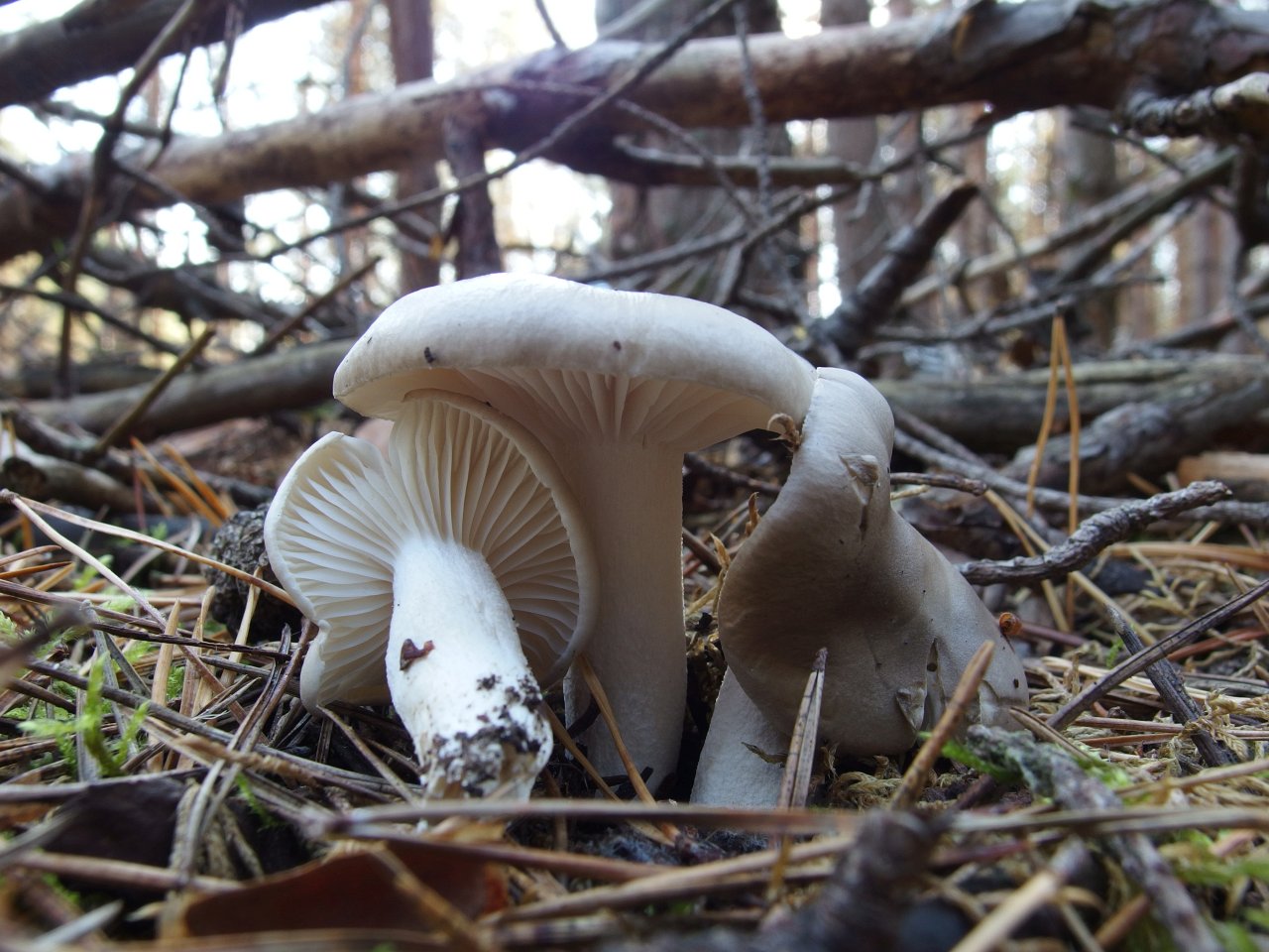Hygrophorus agathosmus MVK 20180922-05