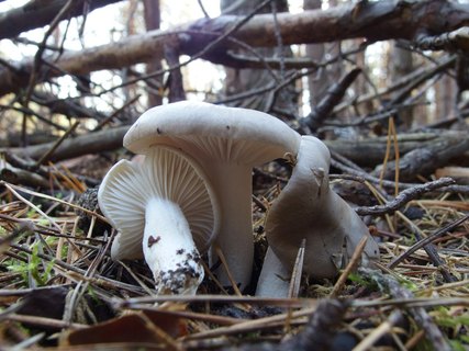 Hygrophorus agathosmus MVK 20180922-05