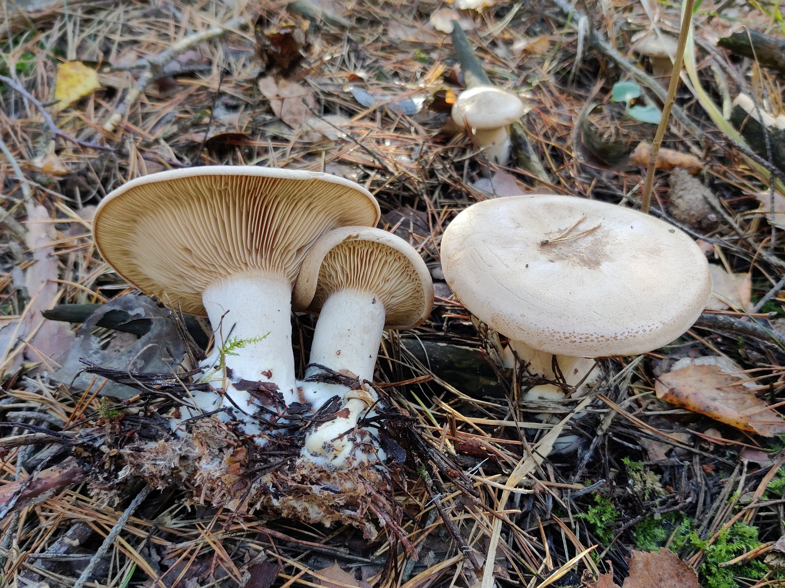 Clitopaxillus alexandri MVK 20211009-04