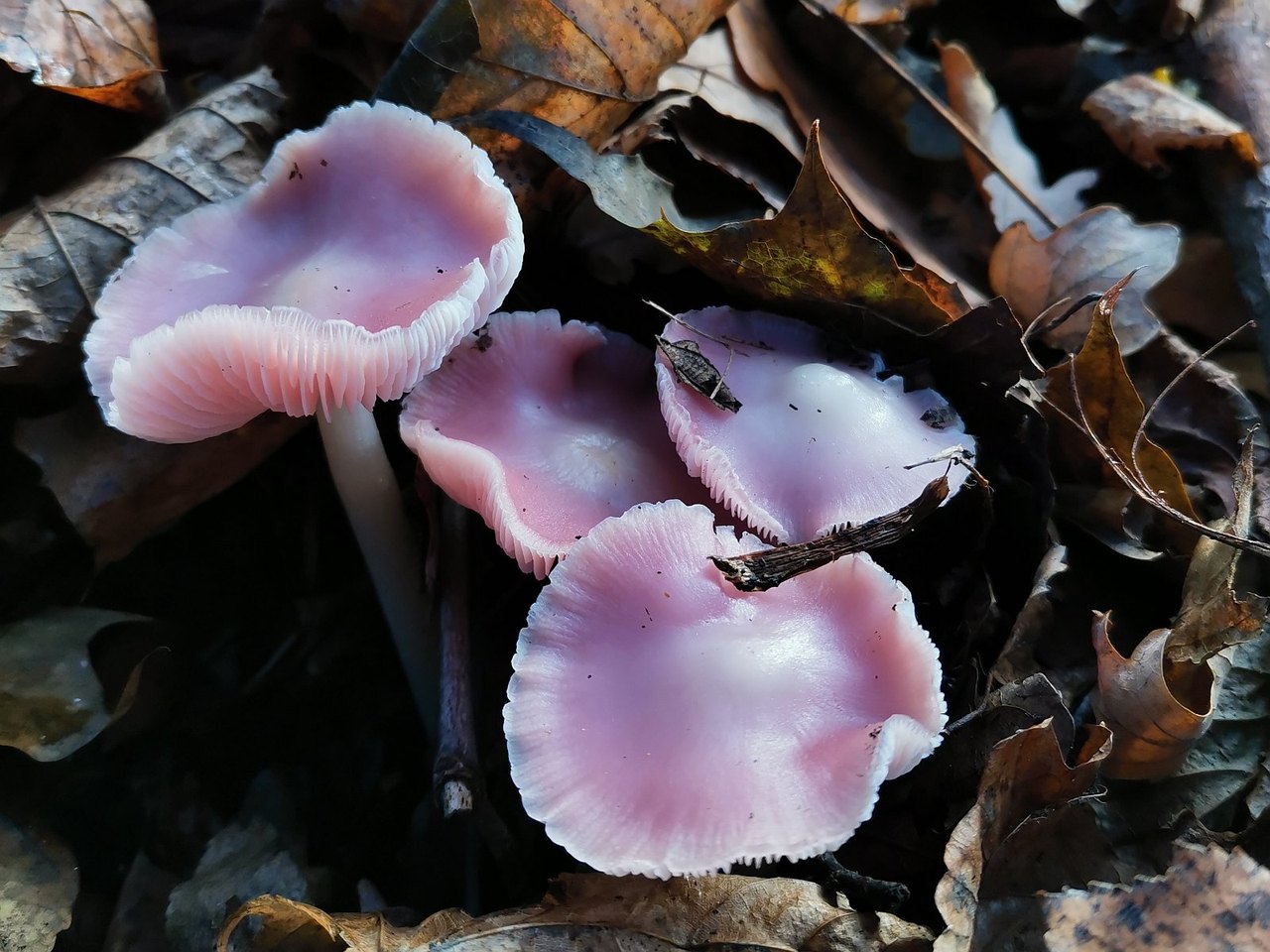 Mycena rosea
