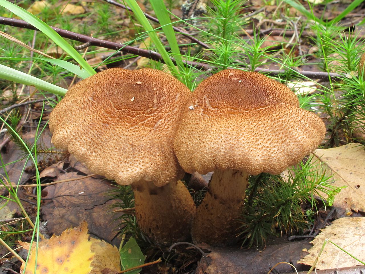 Cortinarius pholideus