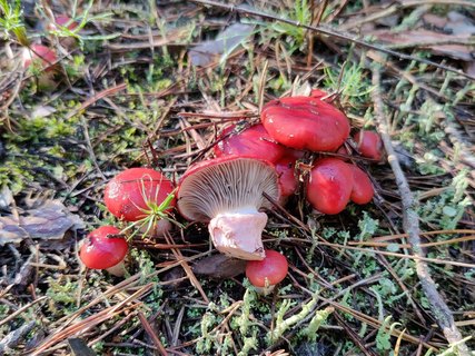 Gomphidius roseus MVK 20210903-02