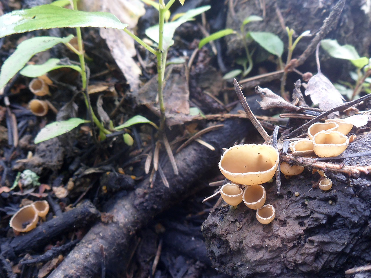 Geopyxis carbonaria AMF 20190806-03