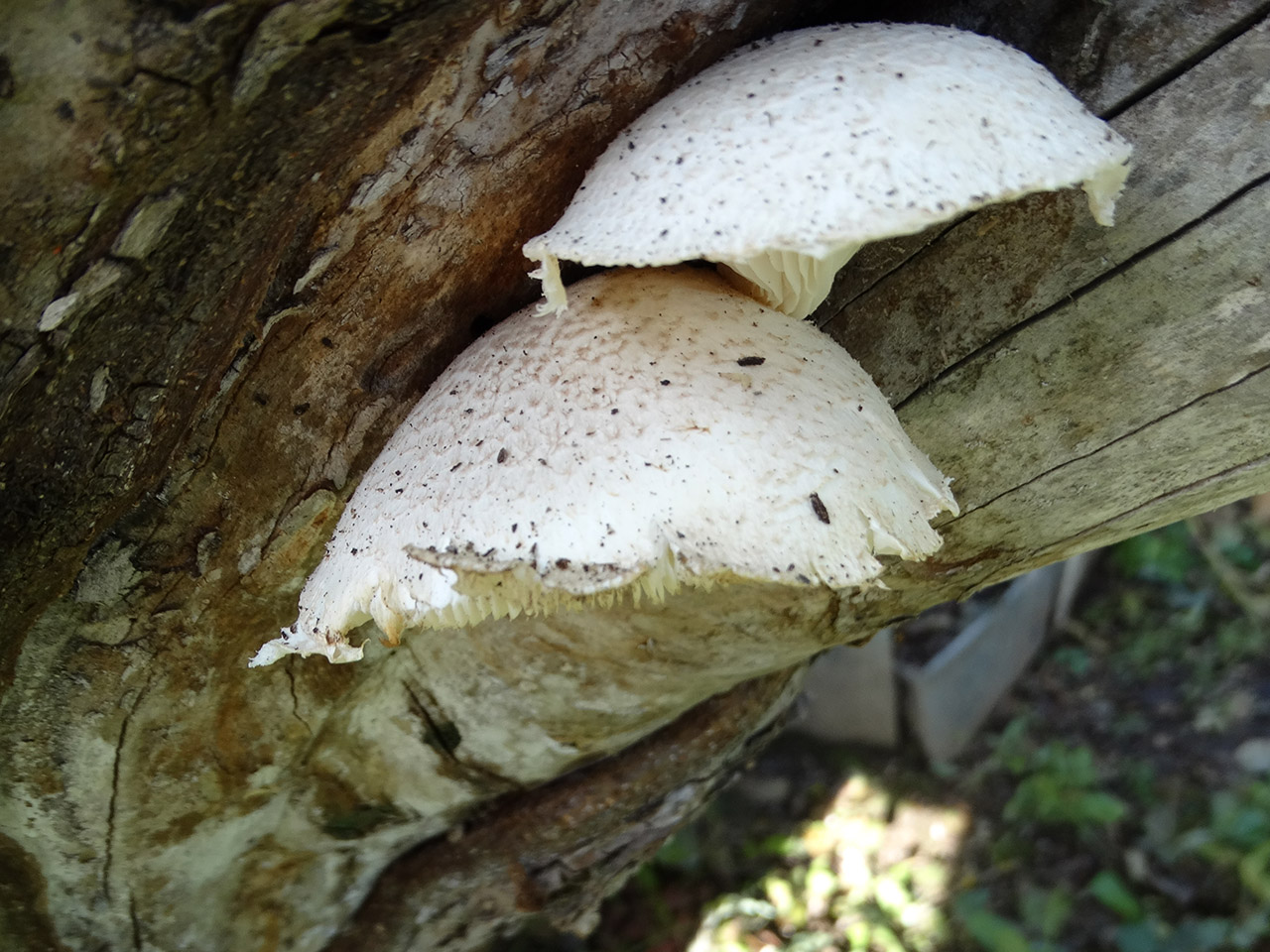 Pleurotus dryinus AMF 20210929-03