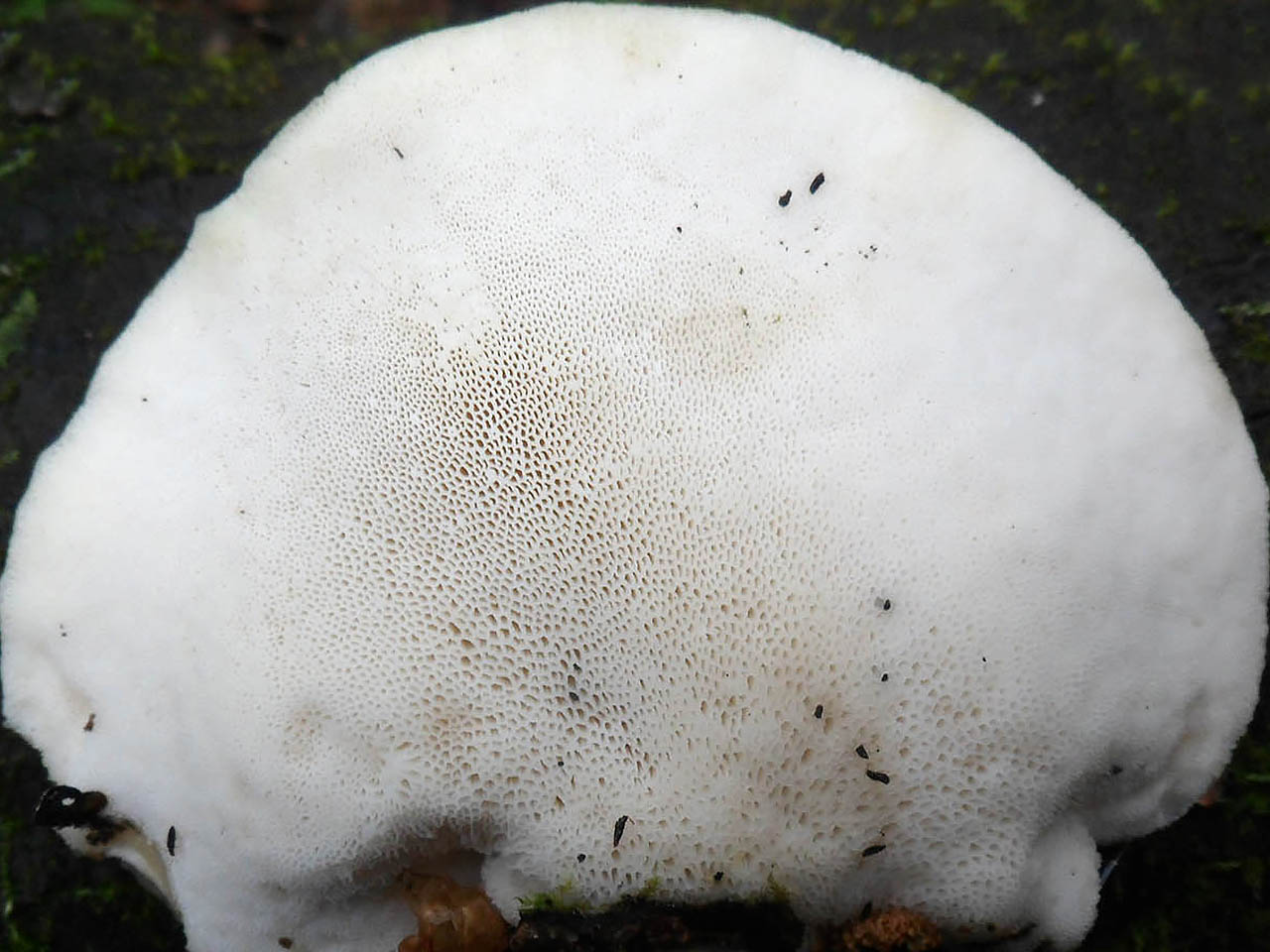Favolus pseudobetulinus AMF 20160607-04