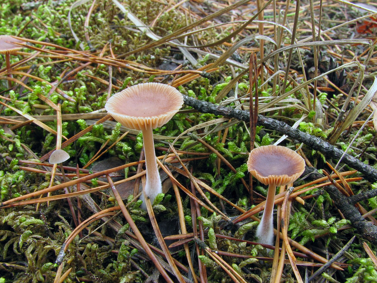 Gymnopus hybridus MVK 20071027-01