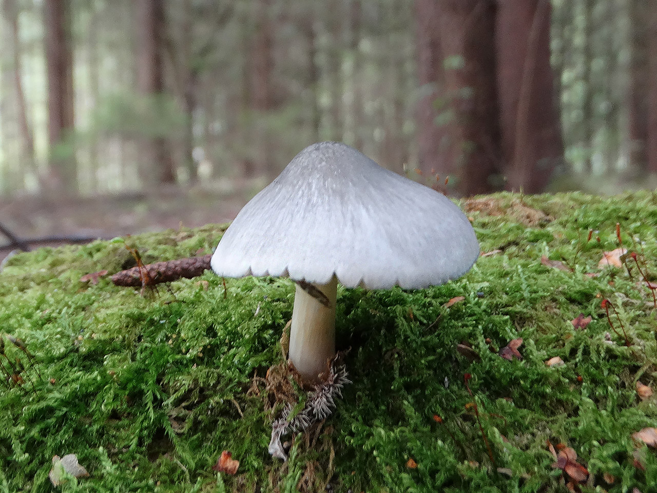 Pluteus salicinus AMF 20190815-04