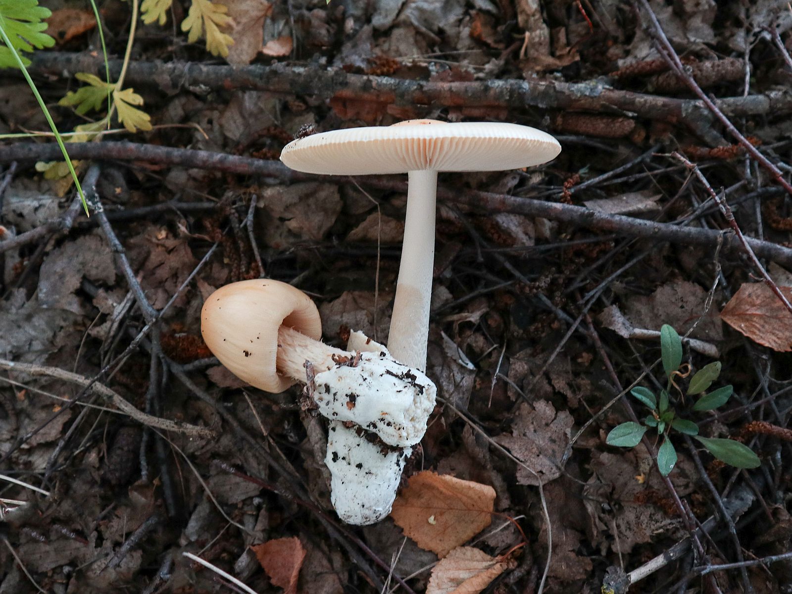 Amanita flavescens – Поплавок желтеющий