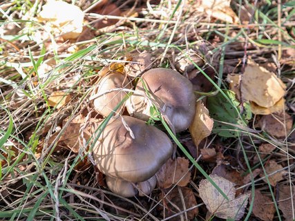 Entoloma lividoalbum