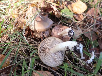 Entoloma lividoalbum