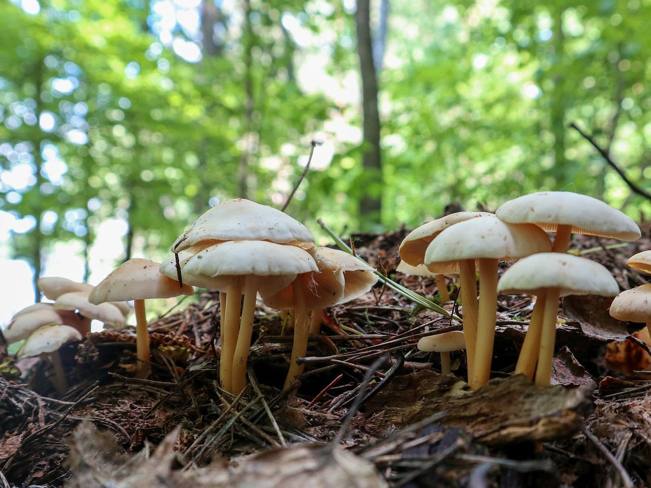 Gymnopus aquosus