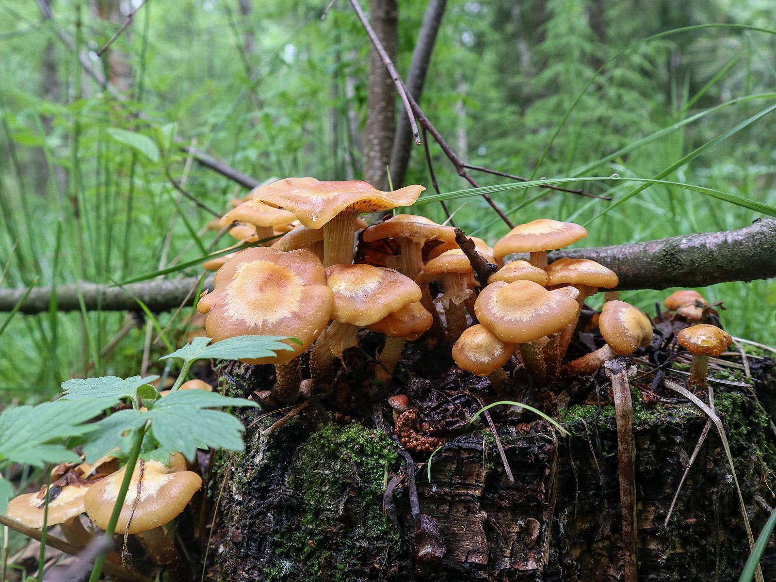 Kuehneromyces mutabilis – Летний опёнок (Кюнеромицес изменчивый)