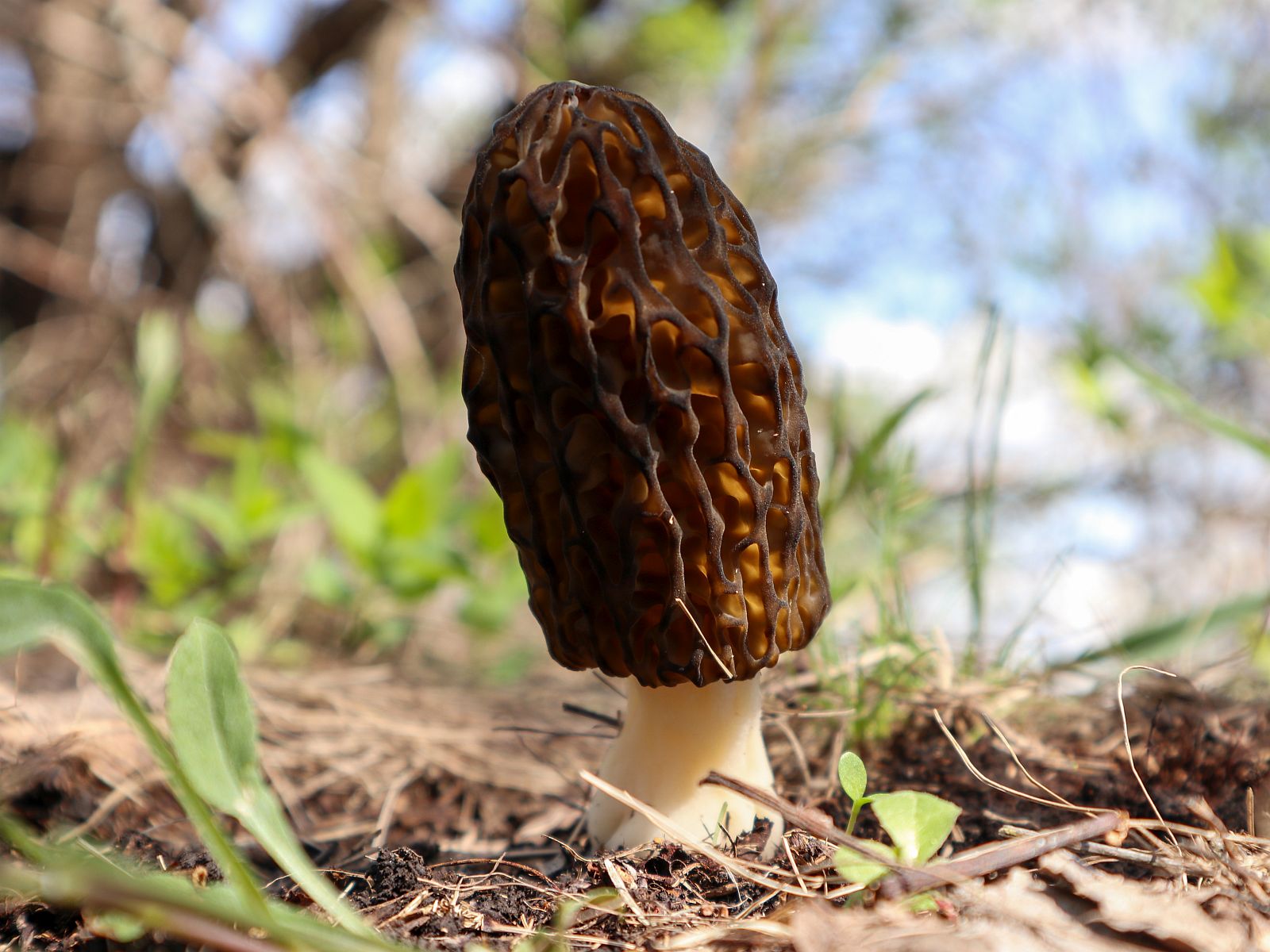 Morchella elata – Сморчок высокий (секция)