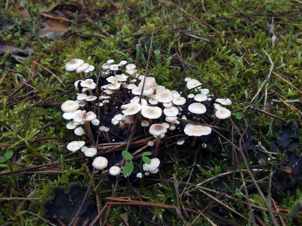 Collybia cirrhata