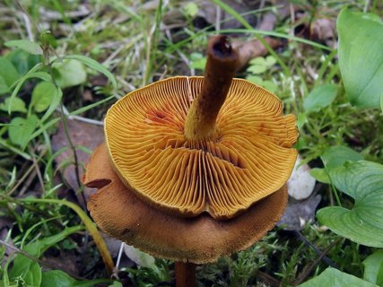 Cortinarius croceus MVK 20160710-06