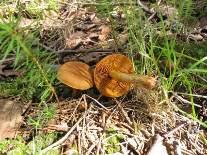 Cortinarius croceus MVK 20100620-02