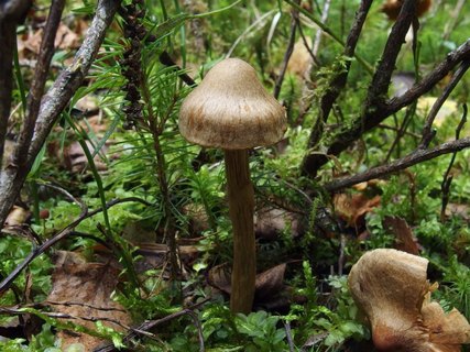 Cortinarius raphanoides MVK 20140906-03