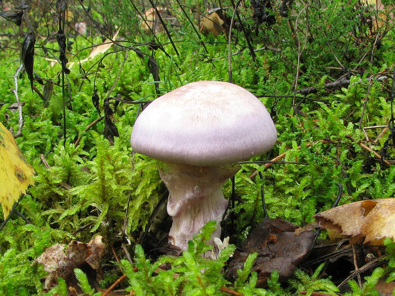 Cortinarius traganus