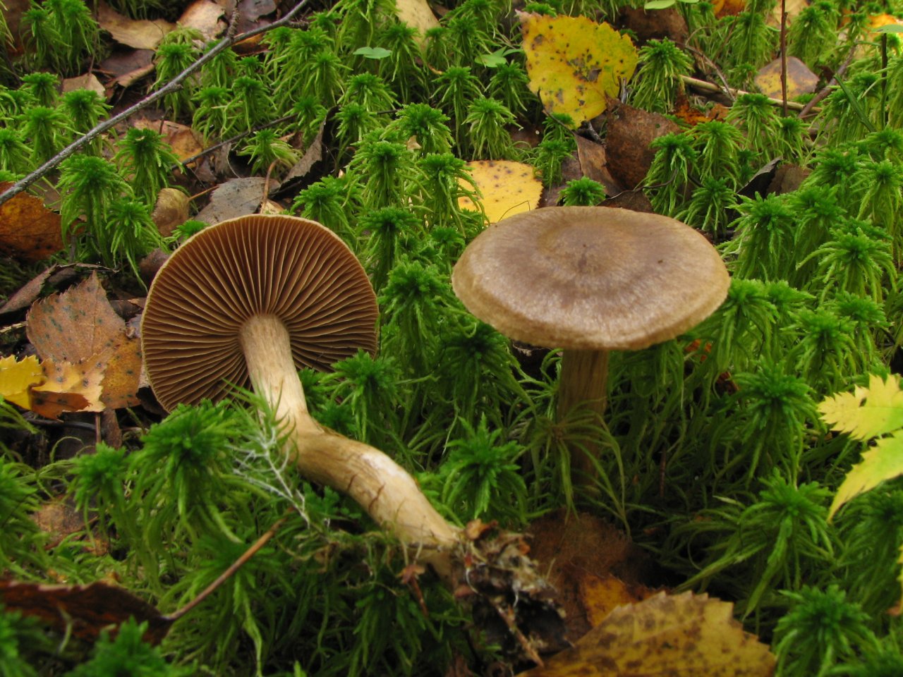 Cortinarius raphanoides MVK 20070922-02
