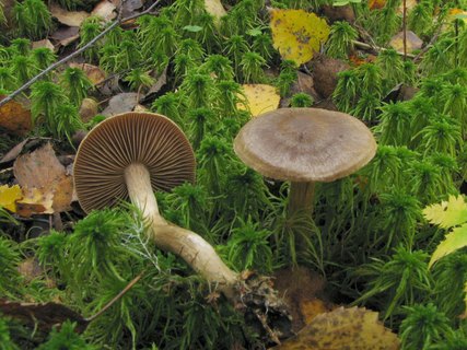 Cortinarius raphanoides MVK 20070922-03