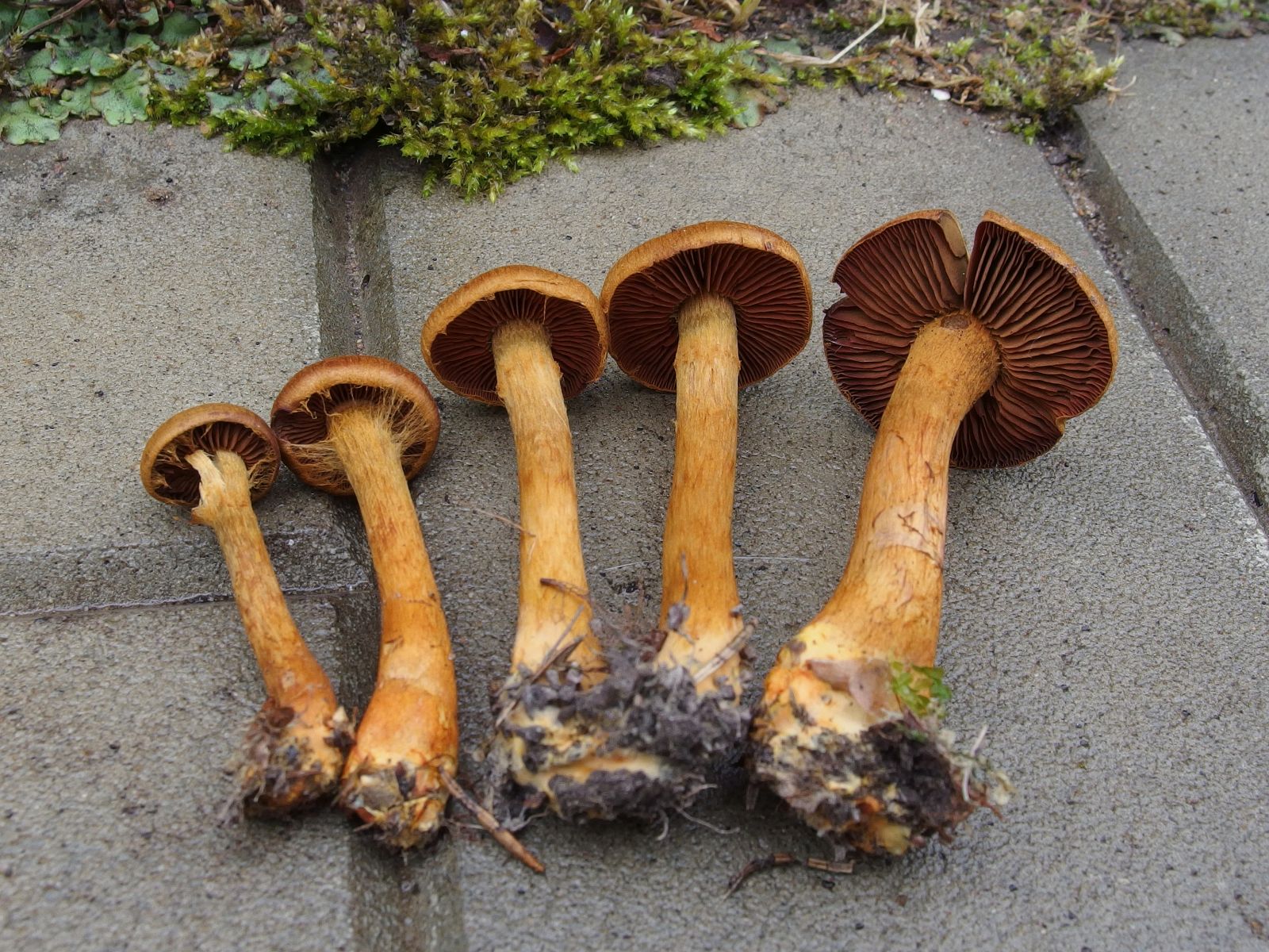 Cortinarius pseudofervidus MVK 20170730-05