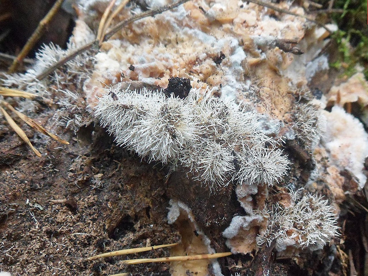 Tilachlidium brachiatum