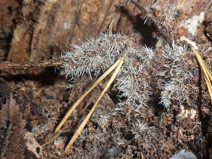 Tilachlidium brachiatum AMF 20190109-06