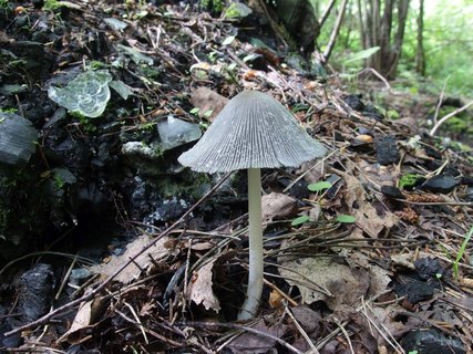 Coprinopsis lagopides MVK 20220618-01