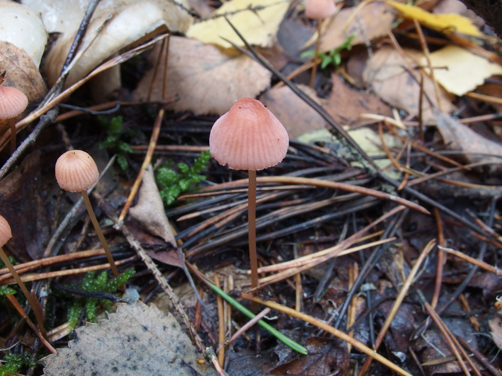 Mycena rosella MVK 20221008-01