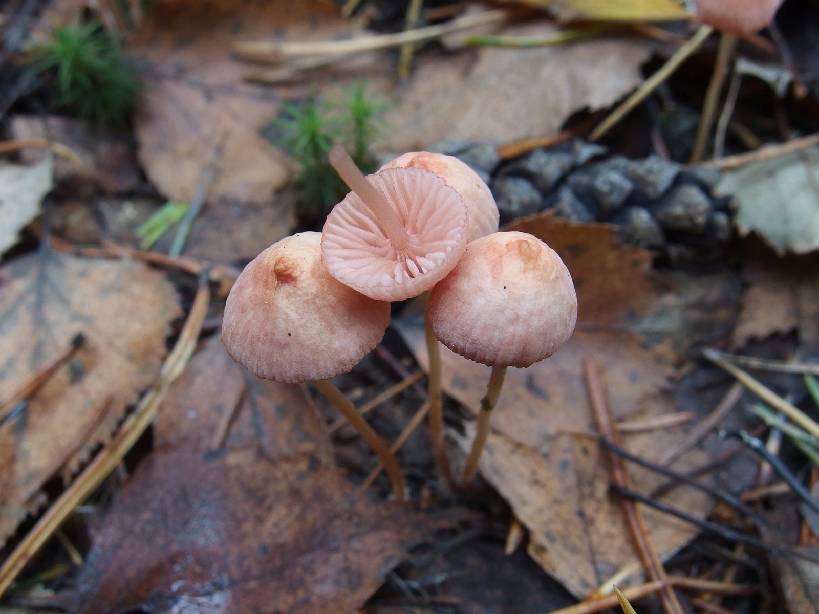 Mycena rosella MVK 20221008-05