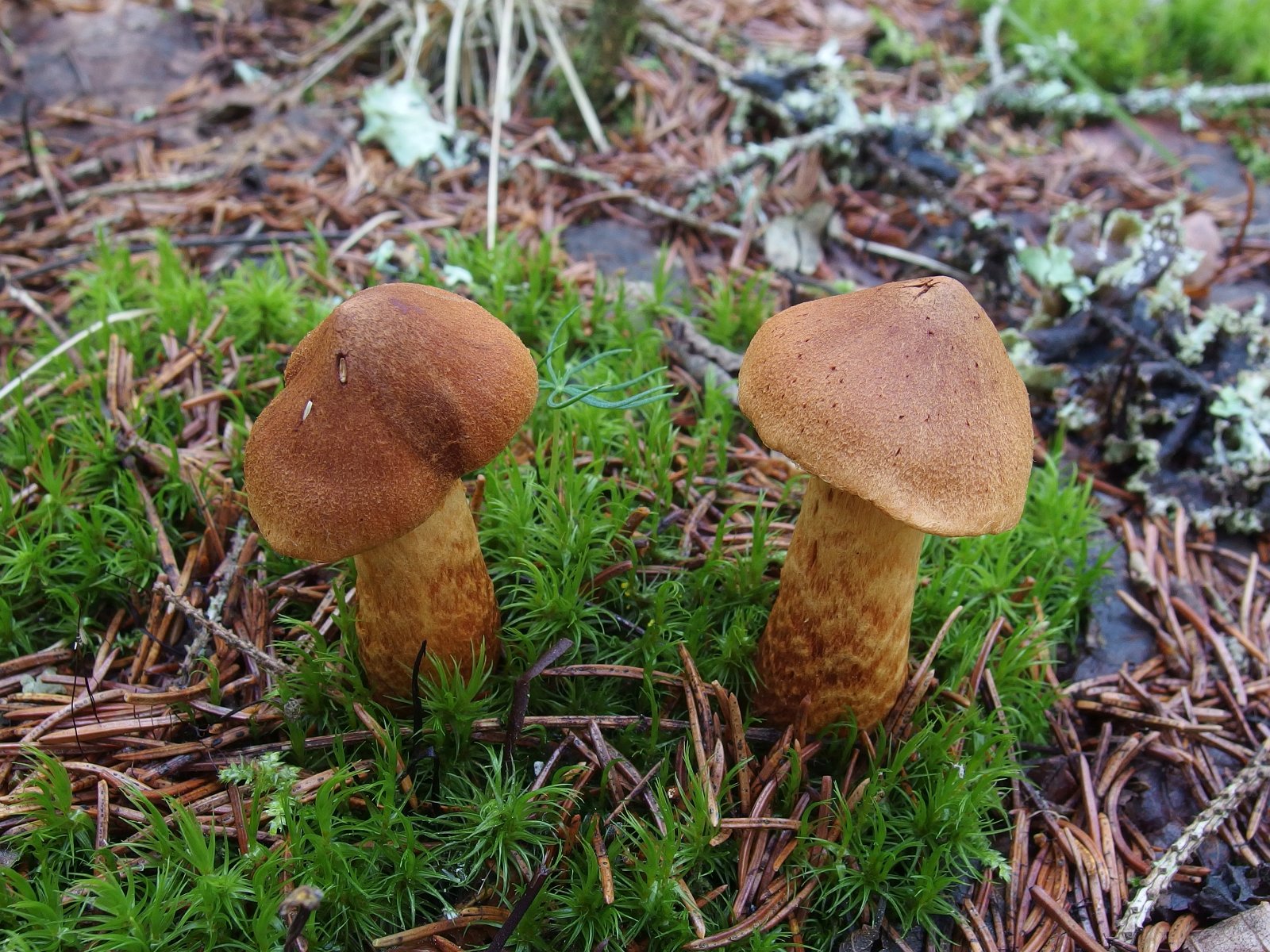 Cortinarius speciosissimus MVK 20220801-01