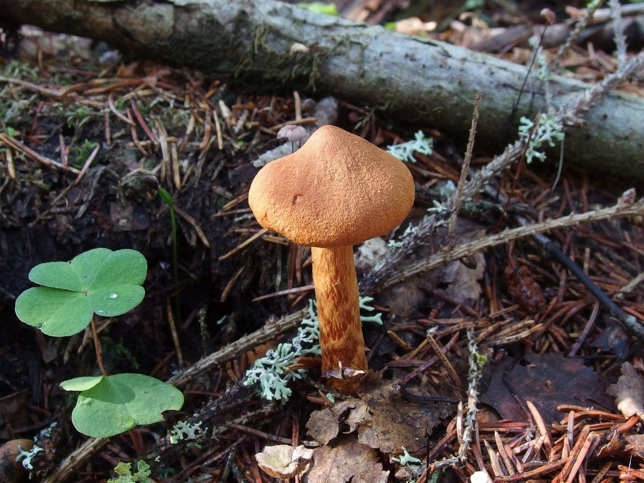 Cortinarius speciosissimus
