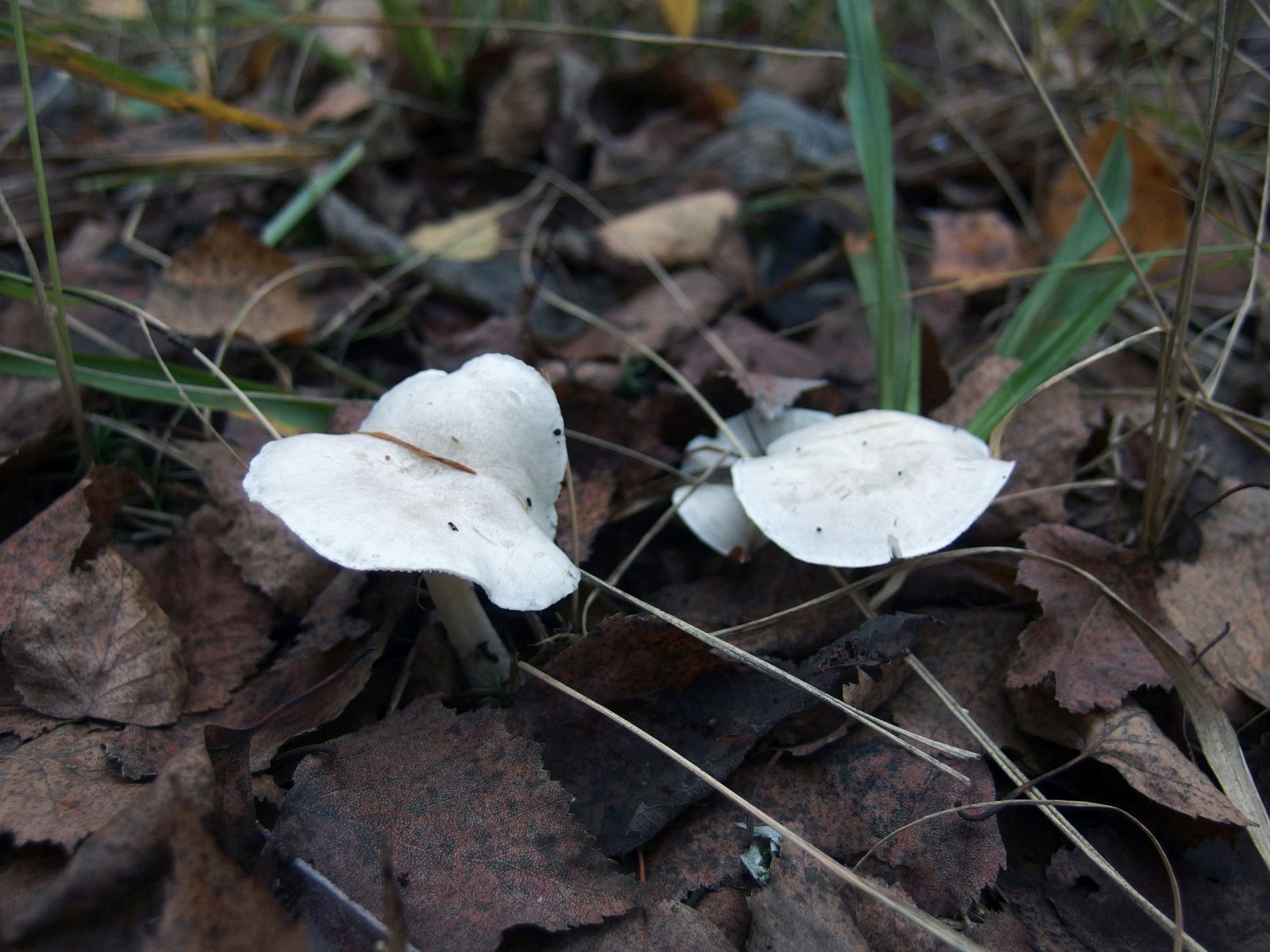 Clitocybe dealbata MVK 20220930-02