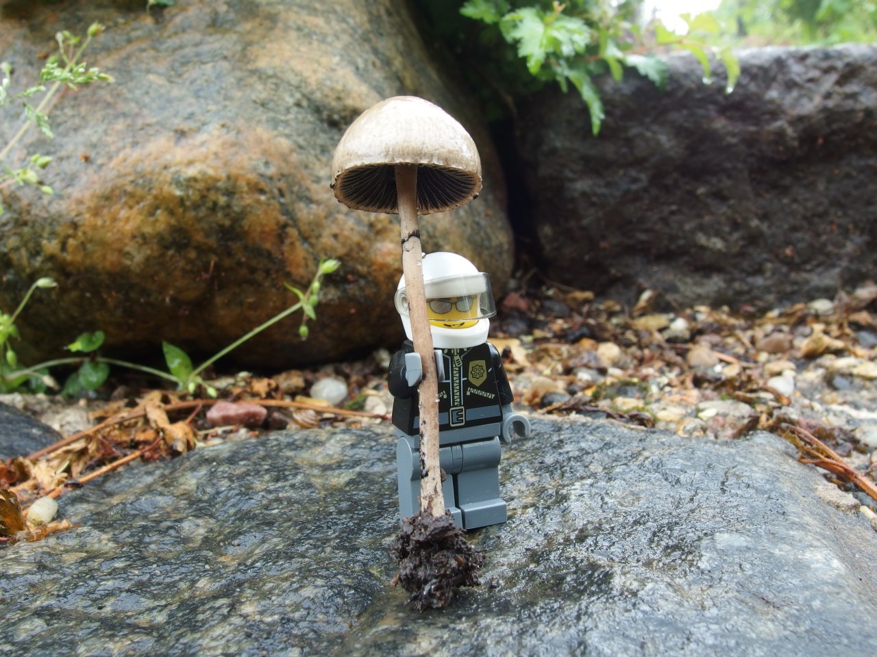 Panaeolus subbalteatus MVK 20140614-12
