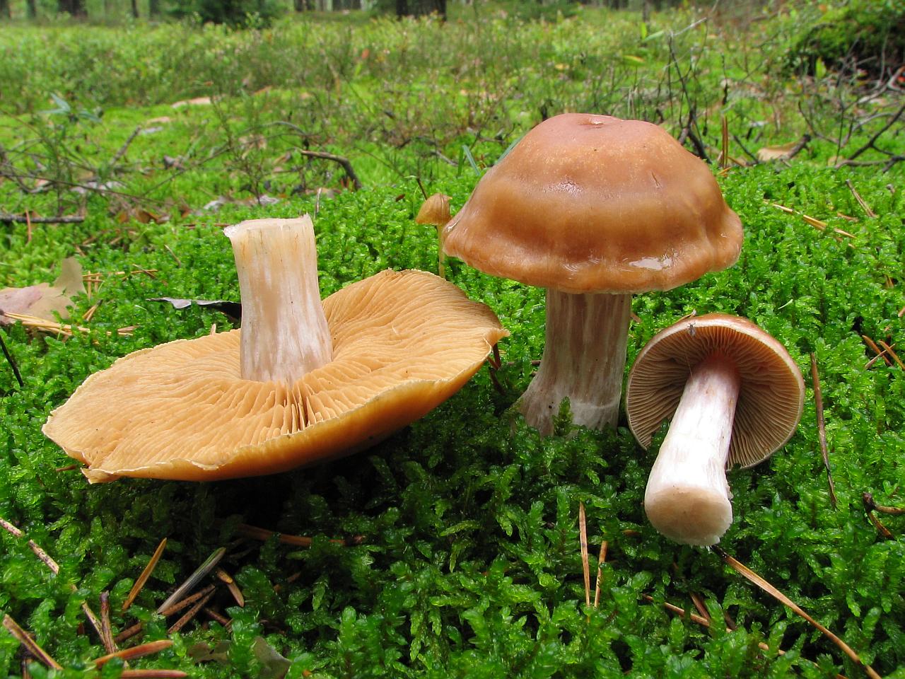 Cortinarius triformis