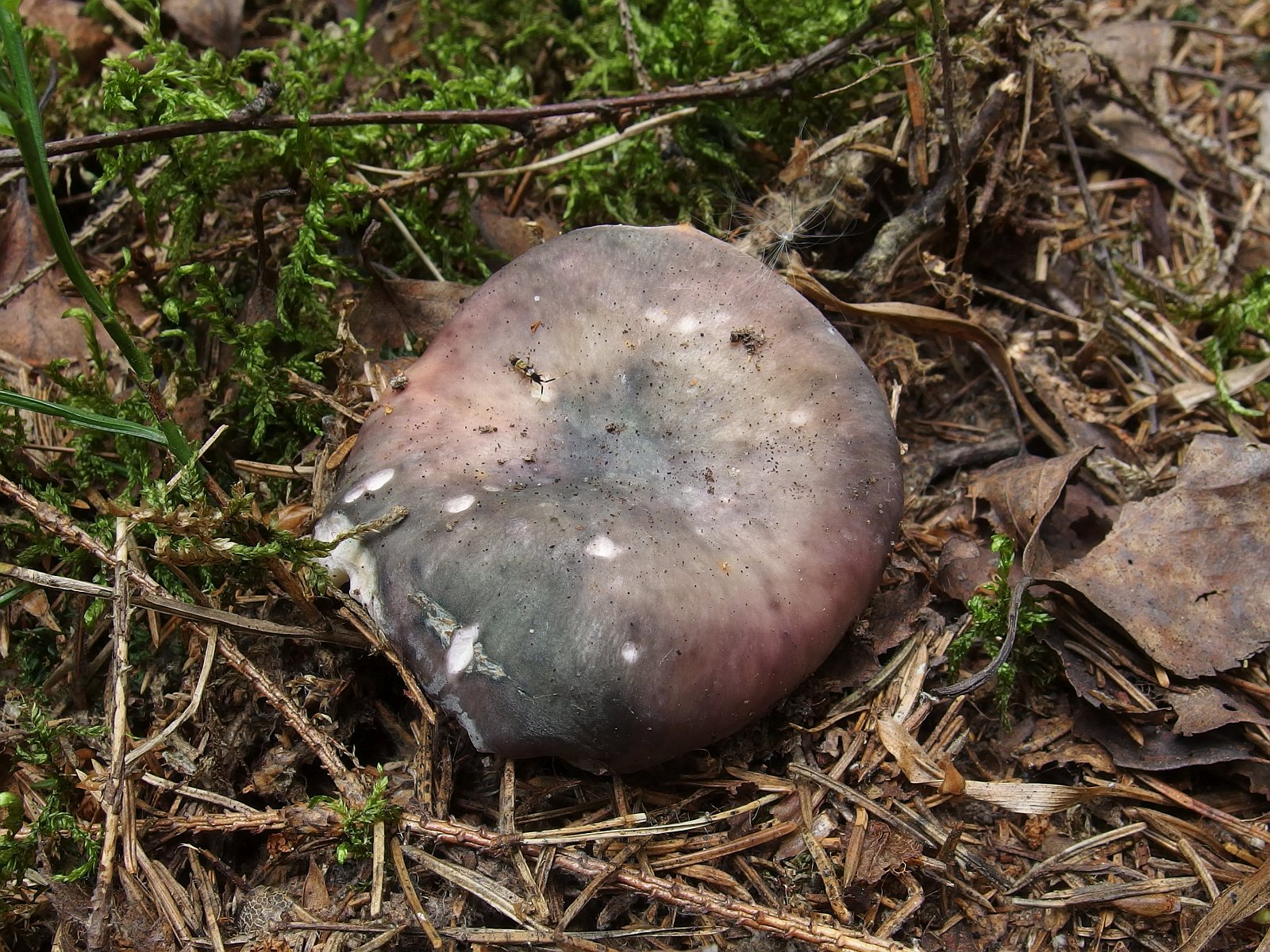 Russula cyanoxantha MVK 20180727-05L