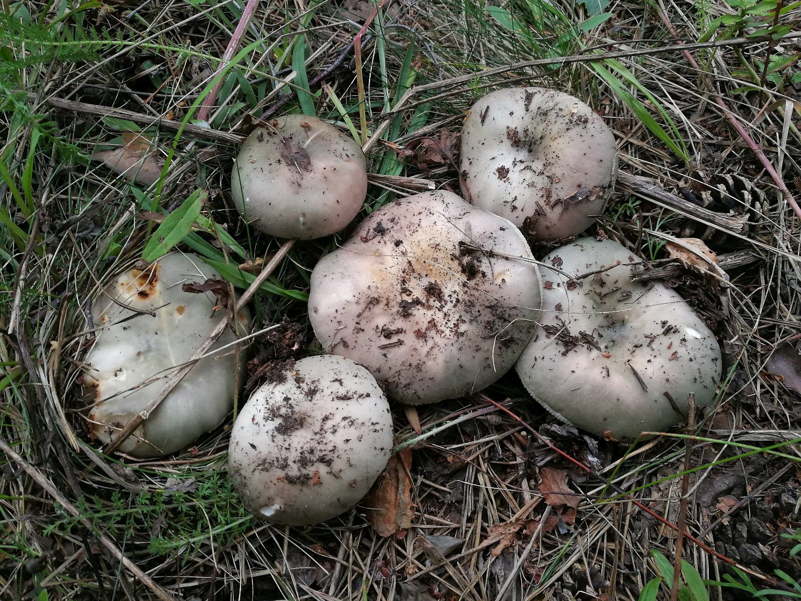 Russula cyanoxantha MVK 2019080