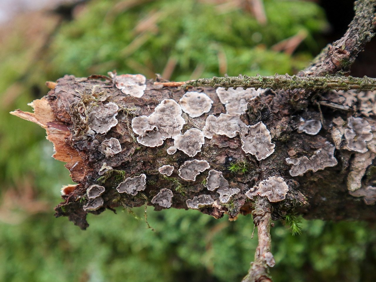 Stereum sanguinolentum