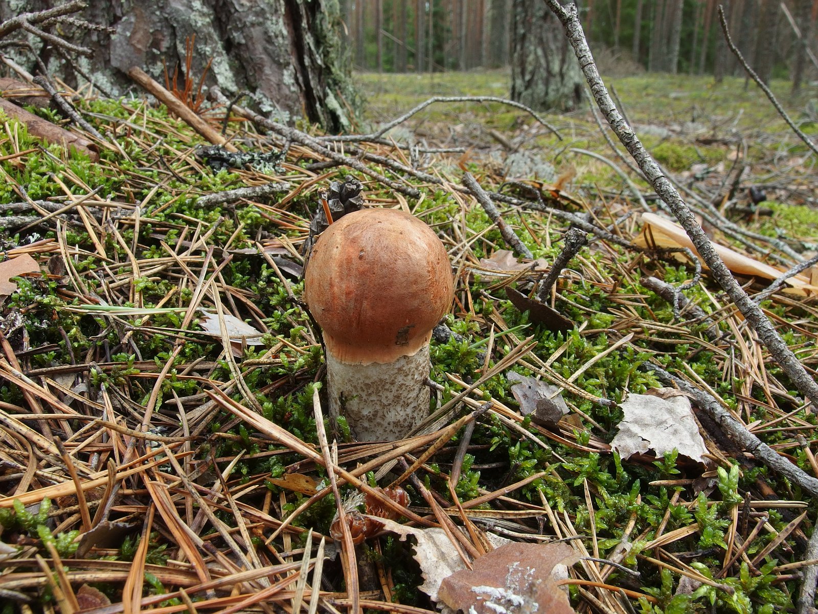 Leccinum vulpinum MVK 20230823-02L