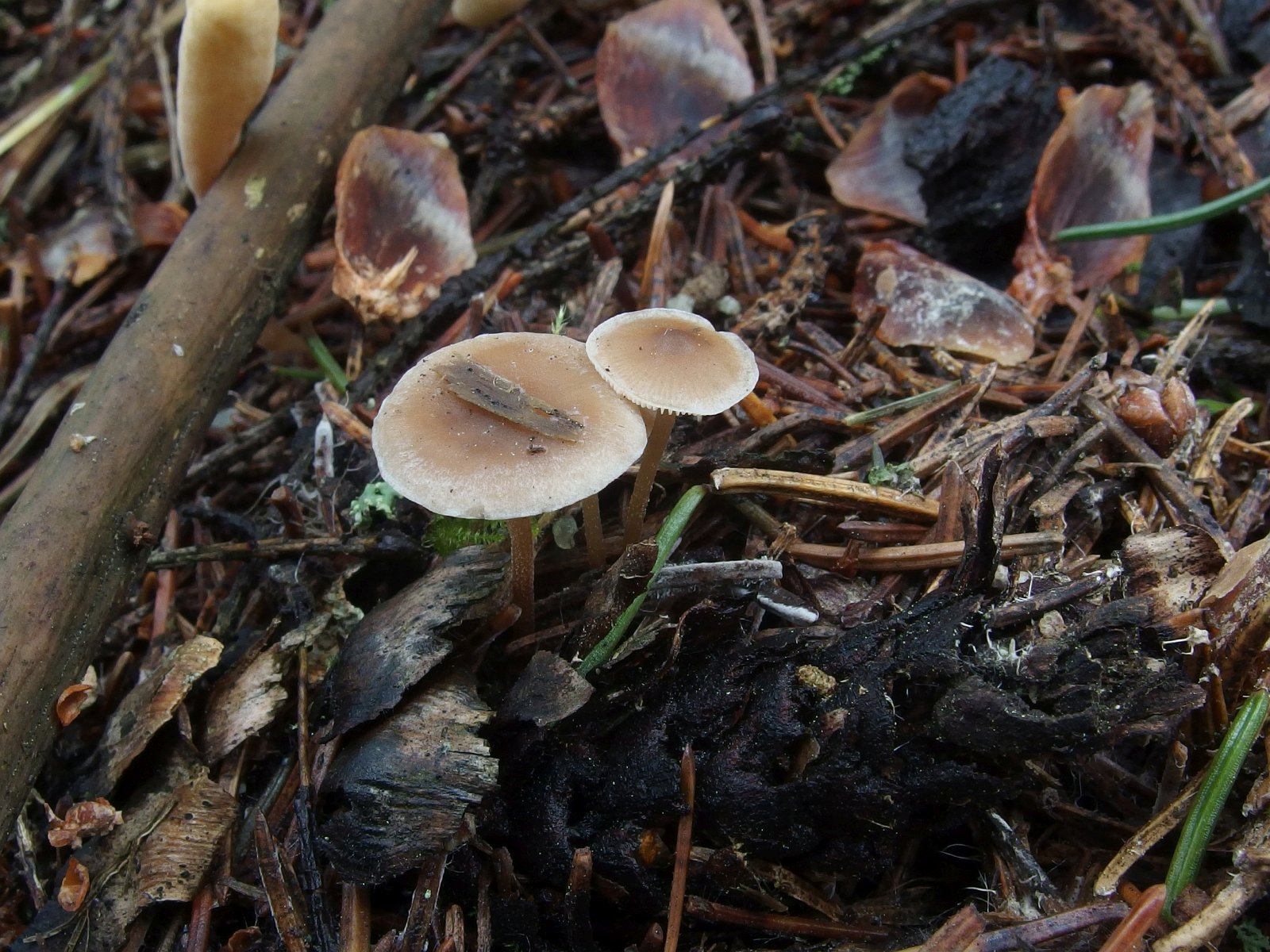 Baeospora myosura MVK 20231104-01